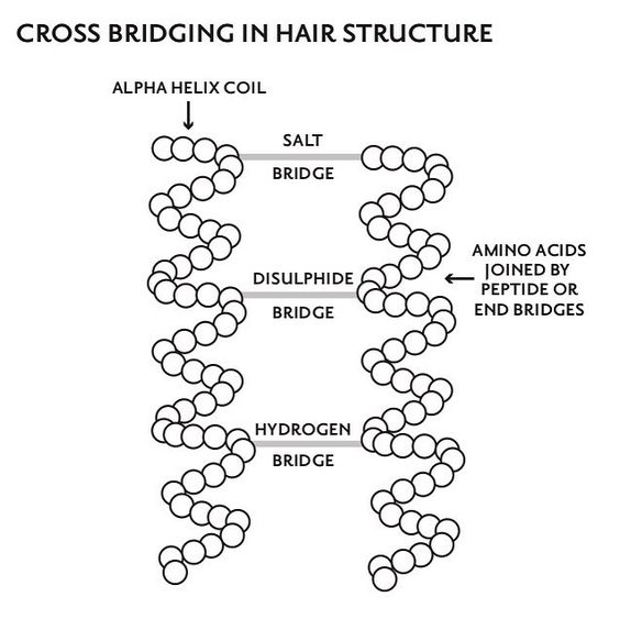 Cross bridging in hair structure showcasing how any two alpha helix coils of chains of amino acids are joined by peptide or end bridges including hydrogen, disulfide, and salt bond bridges. These are the proteins that make up the internal fiber of your hair.