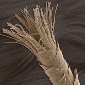 Damaged hair cuticle with lifted scales - high porosity vs hair damage explained - Wicked Hues New Orleans