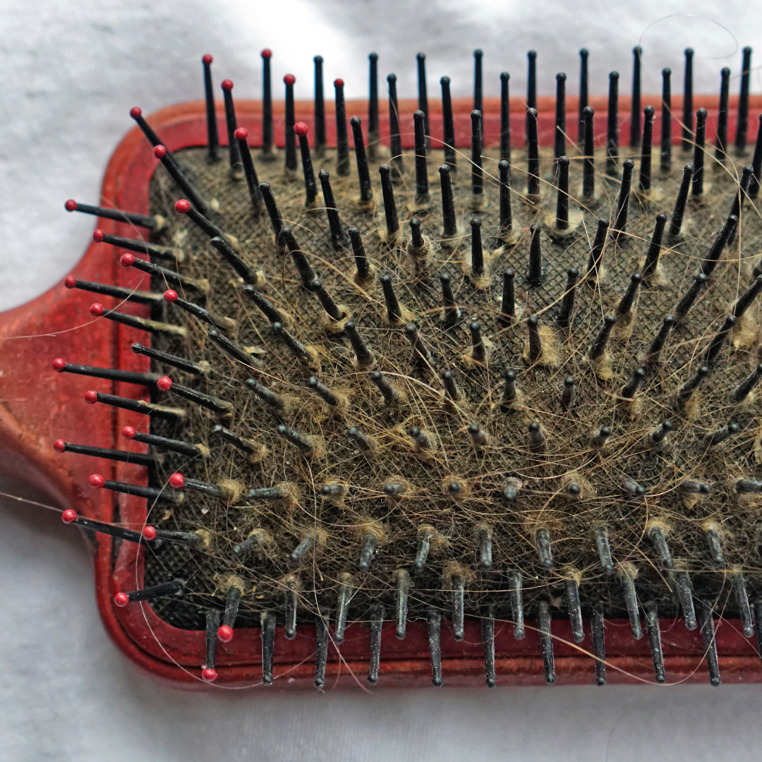 Dirty hair brush with product buildup and shed hair - scalp health and bacteria risk - Wicked Hues New Orleans